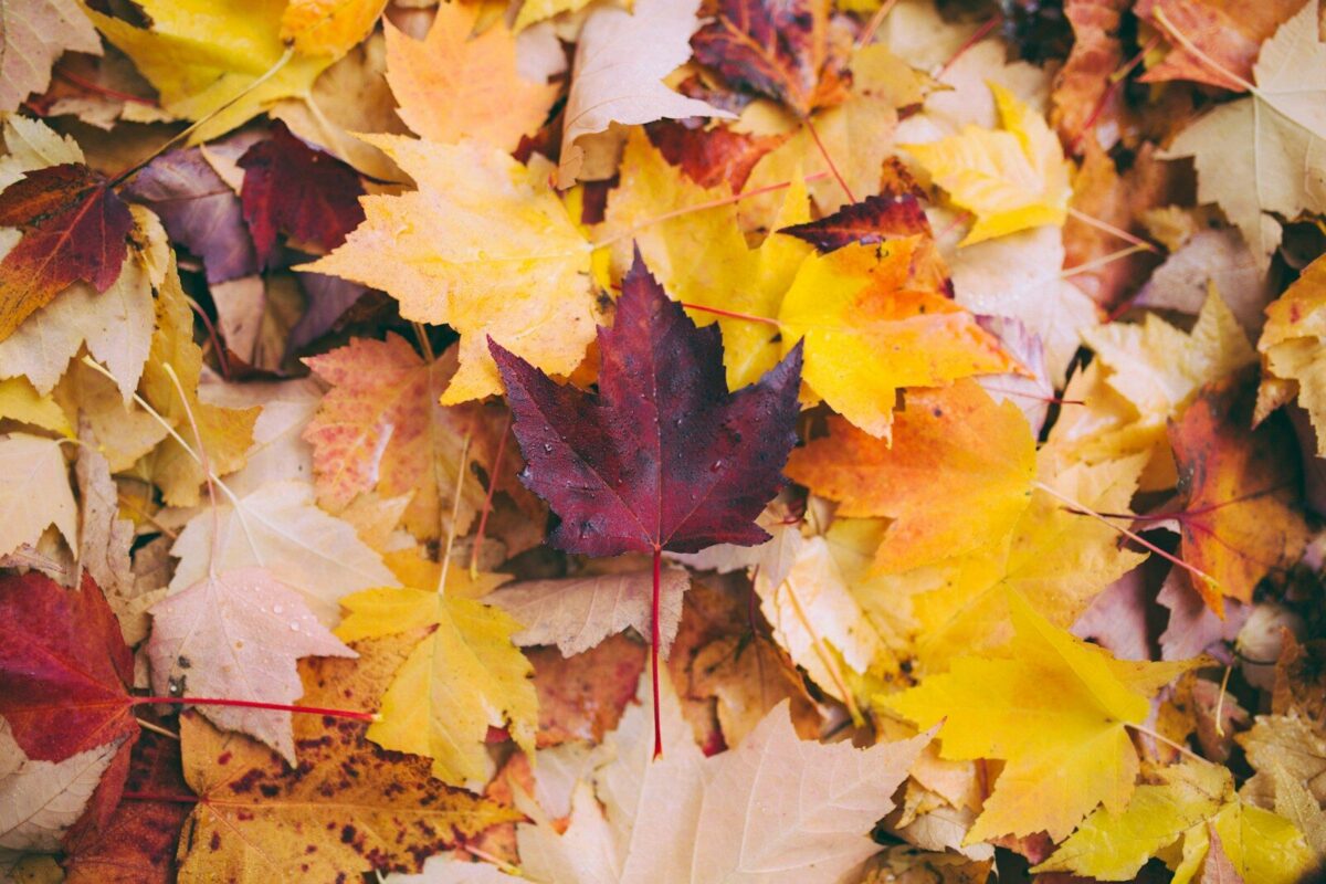 Mejores perfumes de Otoño